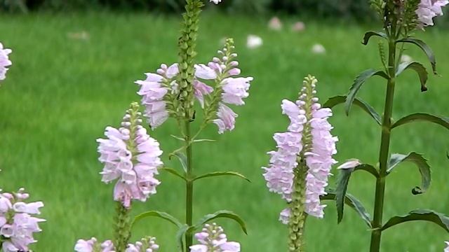 Physostegia virginiana 'Bouquet Rose' смотреть онлайн
