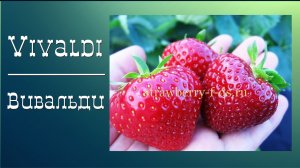 Земляника ВИВАЛЬДИ. Идеальный выбор для тех, кто ценит качество и вкус!
