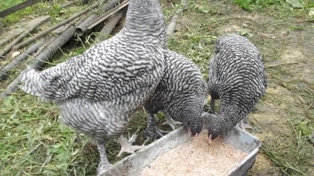 Малены (Мехеленская кукушка) две линии // Секреты хороших урожаев. смотреть онлайн
