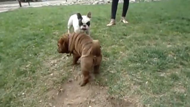 Sharpei Vs Bulldog