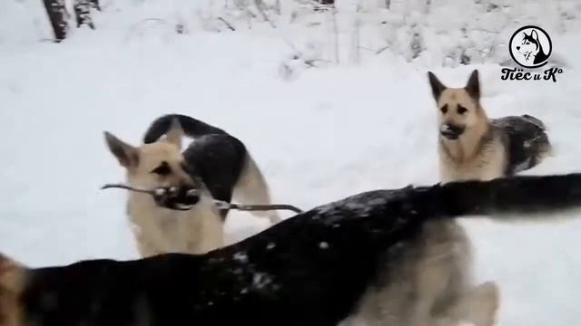 Собачья работа Защитно караульная служба смотреть онлайн