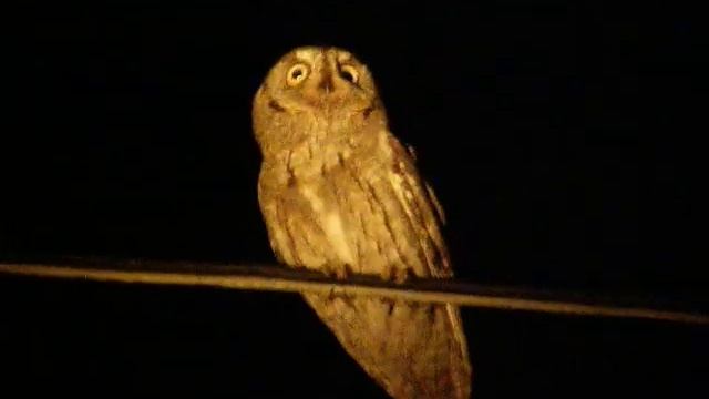 Scops owl - Otus Scops смотреть онлайн
