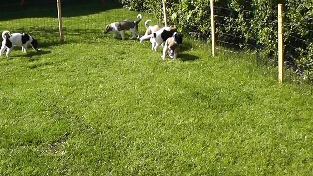 Borzoi Puppies 5 Weeks old смотреть онлайн