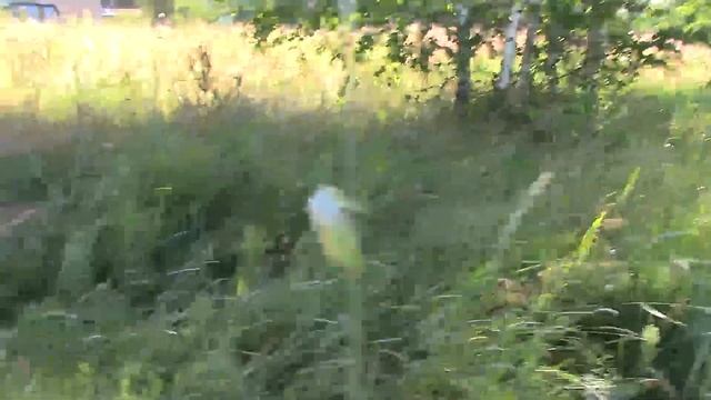 #69 Художник в ДЕРЕВНЕ вновь на солнечном участке!!! смотреть онлайн