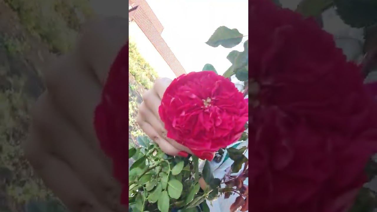 саженцы роз питомника растений rosebushes.ru смотреть онлайн