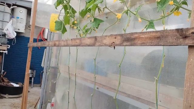 Теплица в ноябре,что ещё растет. смотреть онлайн