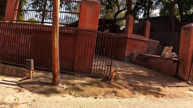 ?? Гуляем около стен ТАДЖ-МАХАЛ в Агра Индия - Старая мечеть - Болталка - Walking Near Taj Mahal смотреть онлайн