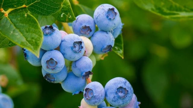 Все О Голубике. Что Может Голубика, Если Кушать Ее Каждый День смотреть онлайн