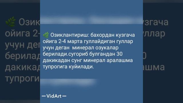 Oleandra Guli haqida 🌺🤗 Tol Guli. Sambit Gul🌺🌺🌺 смотреть онлайн