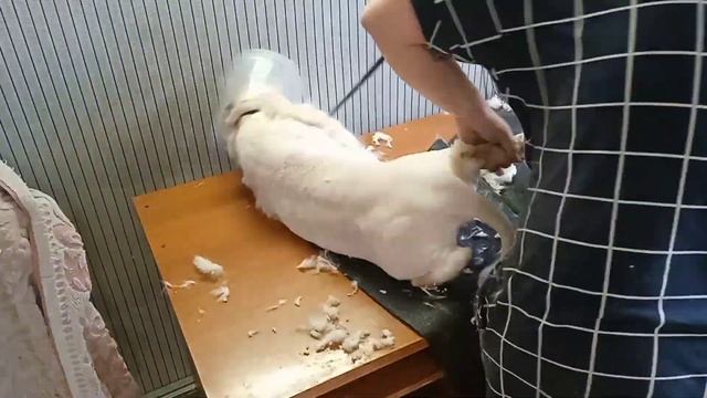 Большой, рыжий и опасный! Стрижка кота Семёна смотреть онлайн