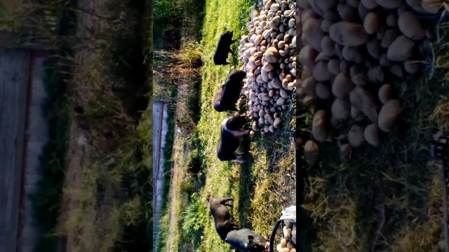 Озвучка вьетнамских поросят смотреть онлайн