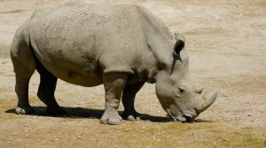 ЖИВОТНЫЕ АФРИКИ. АФРИКАНСКОЕ САФАРИ. РАЗВИВАЮШЕЕ ВИДЕО ДЛЯ ДЕТЕЙ. ЖИВОТНЫЕ САФАРИ. АФРИКА В 4К