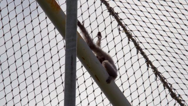 Can Gibbon Mother Save Her Baby From Dangerous Brother? Part Two | Nature Bites смотреть онлайн