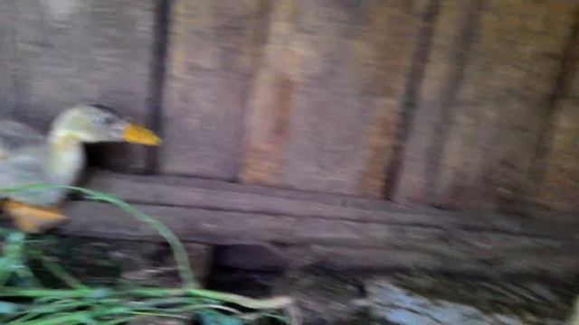 Утята очень быстро растут смотреть онлайн