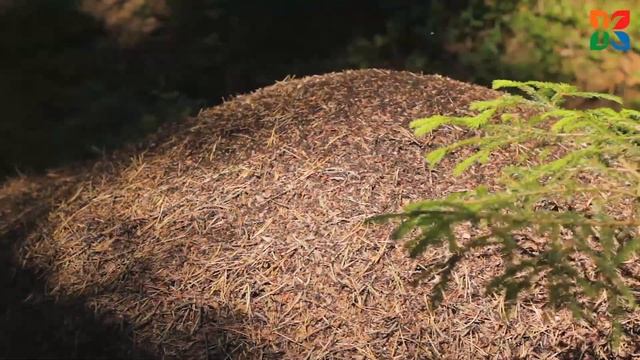 Кивеннапа-Север. Инфраструктура поселка. Август 2018 г. смотреть онлайн