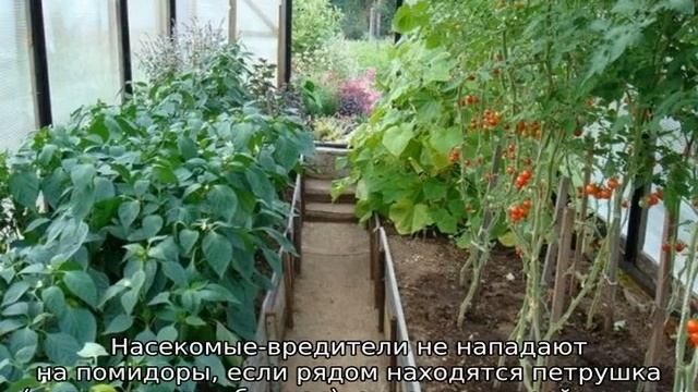Что посадить в теплице вместе с помидорами смотреть онлайн