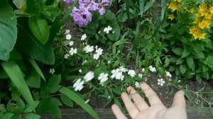 Звездчатка средняя, изящный многолетник в саду !