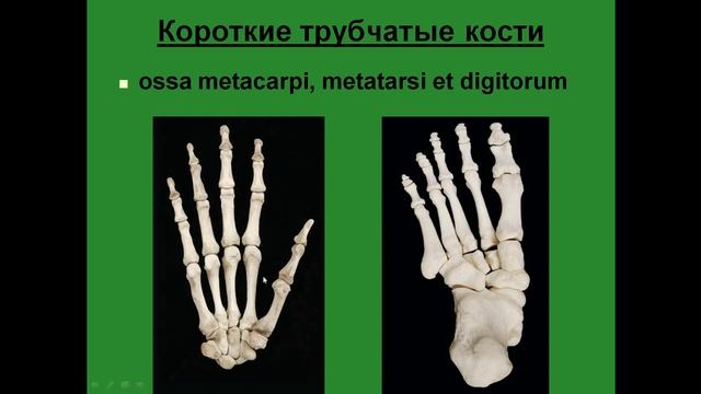 Кость как орган. Классификация костей. смотреть онлайн