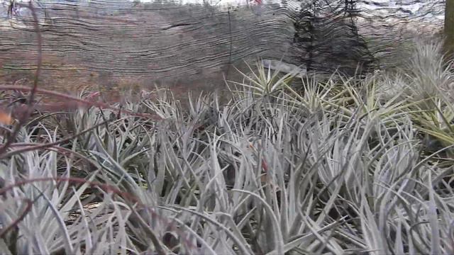 Tillandsias Sudamericanas con el Zar de las Tillandsias. смотреть онлайн