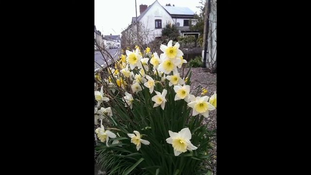 Bells & Daffodils смотреть онлайн