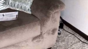 В новом доме собака из приюта боялась даже высунуть нос из-за дивана, теперь её не узнать