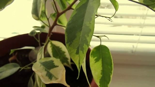 Video Test Canon Powershot A2200 (HD).avi