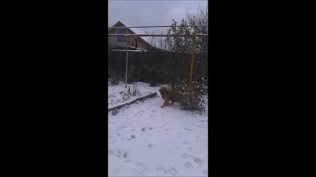 Щенок тибетского мастифа Крис смотреть онлайн