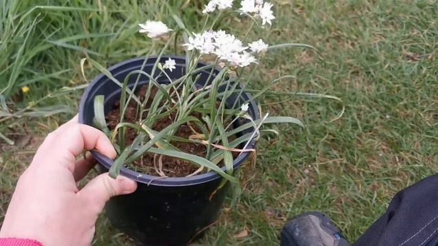 How I Grow The Pink Garlic / Hirsute Garlic, Allium Trifoliatum Chamaleon, A Colour Changing Allium
