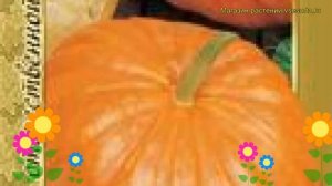 Тыква Конфетка (Тыква Konfetka). Краткий обзор, описание характеристик, где купить семена Konfetka