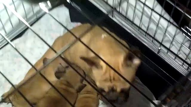 Песня про моих любимых животных! : ) смотреть онлайн