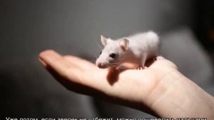 Как дрессировать крысу в домашних условиях