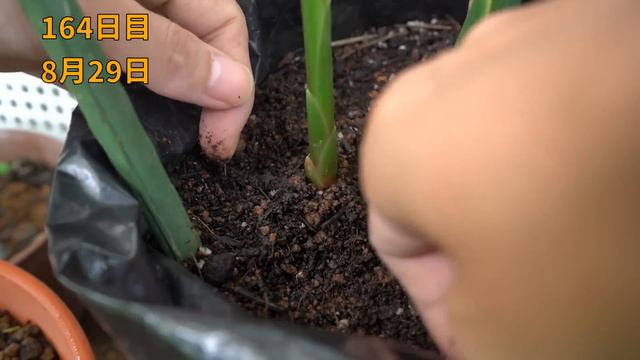 買ったショウガを植えて袋栽培すると立派なショウガが収穫出来ます… 再生栽培/ How To Regrow Ginger In Plastic Bag From Store-bought Ginger