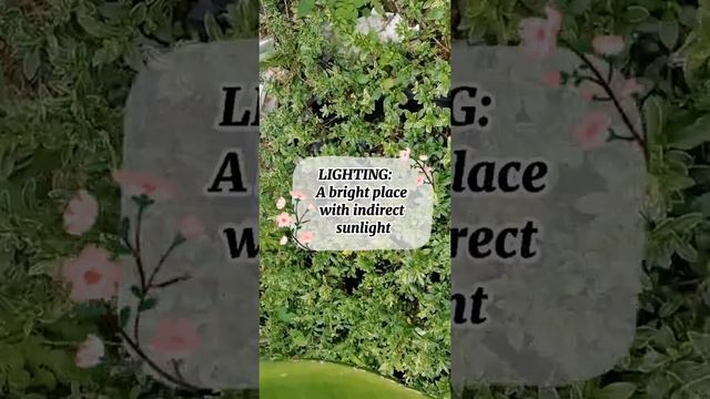 Mamee'z Serissa plant ☘️ смотреть онлайн