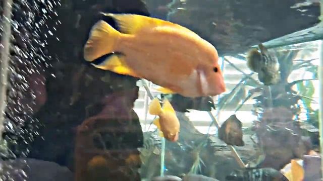 Мы ходили в Сафари Парк в Краснодаре - Фламинго, сурикаты, летучие мыши и многое другое смотреть онлайн