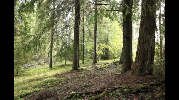 Symphonic picture The forest (Симфоническая картина Лес)