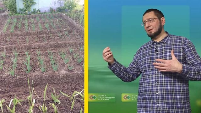 Лекция Выращивание лука смотреть онлайн