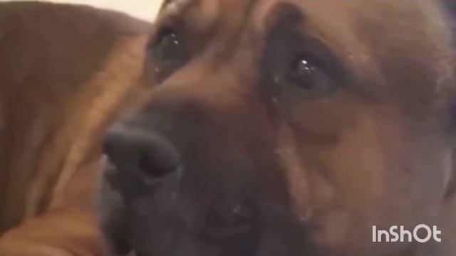 СОБАКА ПЛАЧЕТ ПОСЛЕ ПРЕДАТЕЛЬСТВА ХОЗЯИНА. СЛЕЗЫ СОБАКИ. смотреть онлайн