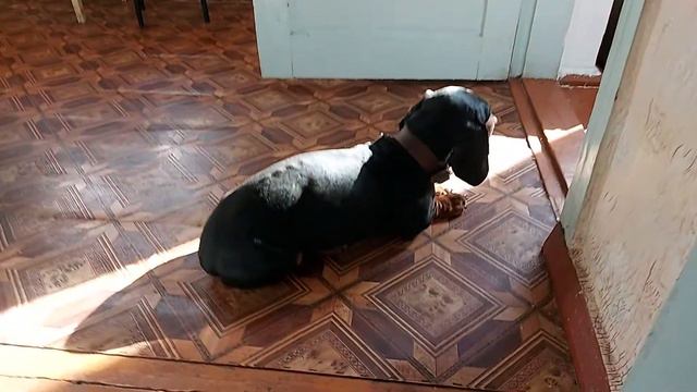 Роника не пускают в спальню, но теплое место под солнышком пока имеется смотреть онлайн