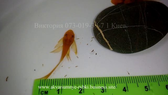 Анциструс супер ред вуалевый Ancistrus Super red Longfin Сом присоска смотреть онлайн