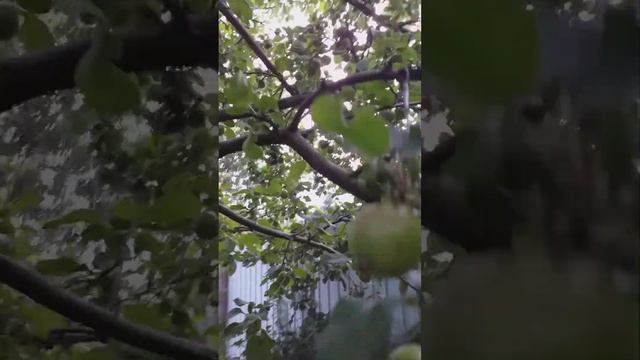 Как кошка с собакой... Это про них...))) смотреть онлайн