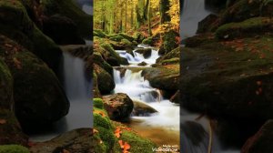 новая цыганская песня 2021 году сочинитель музыки Давид кандэнко