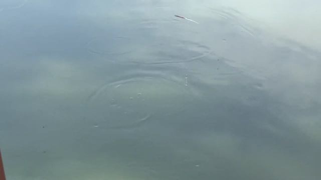 Ловля матросиков на р. Аушедз в ст.Мингрельской 24.06.2020 г смотреть онлайн