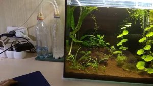 Система СО2 своими руками | Углекислый газ для аквариумных растений