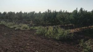 Интенсивный персиковый сад . На подвое персик Манжурский.