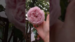 Обзор розы Спирит оф Фридом