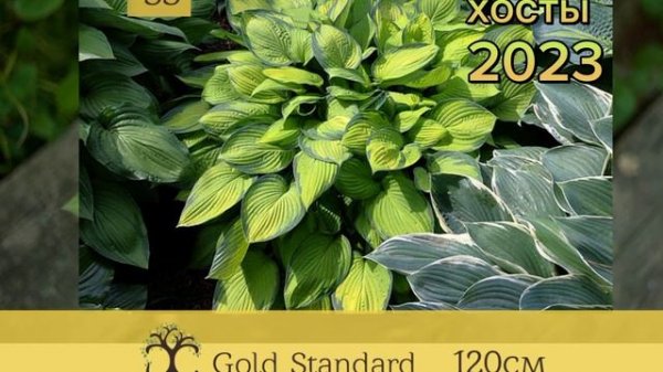 ассортимент хост на 2023 год, доступный для заказа. #хоста #купитьхосту #hosta #большаяхоста
