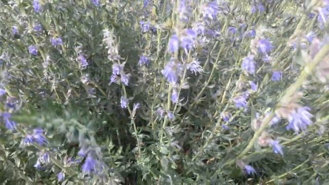 Библейский полукустарник иссоп синий (Hyssopus officinalis) в моем саду (Часть I ) смотреть онлайн