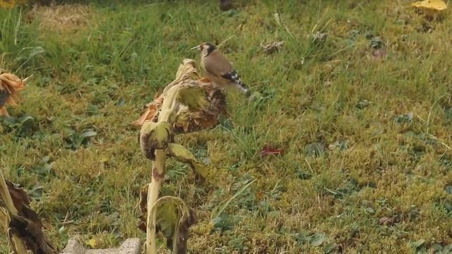 Песня самки щегла, чтобы стимулировать самца. И заставь его петь без остановки. смотреть онлайн