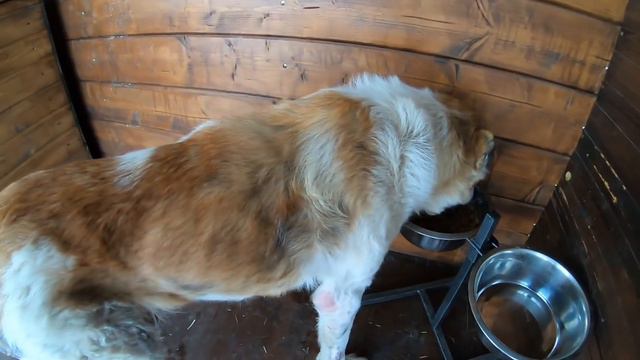 Спасённая собака Графиня уехала в Москву смотреть онлайн