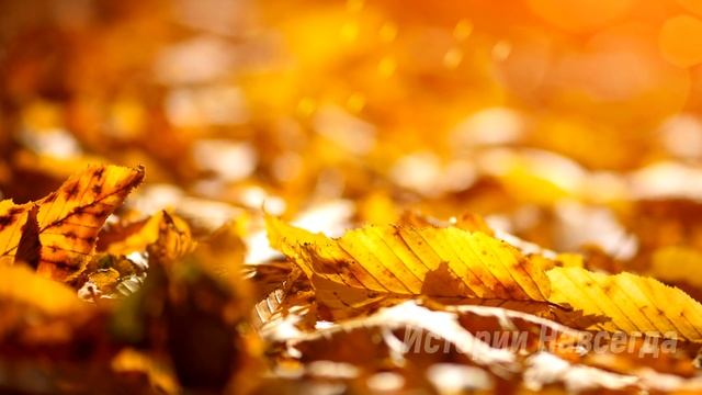 Муж оставил жену в лесу и уехал, волки уже приближались как вдруг… смотреть онлайн